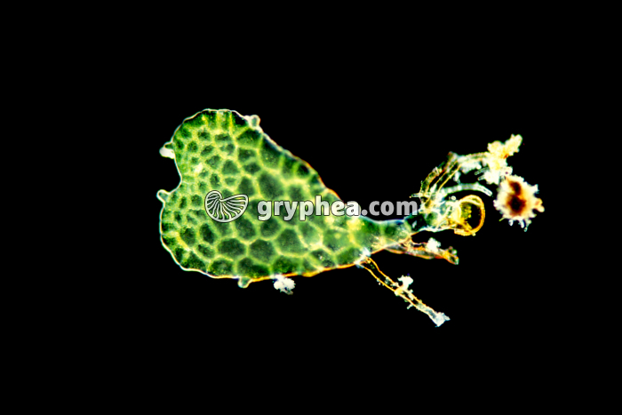 Polypode - Jeune prothalle FN x40 - gryphea.org